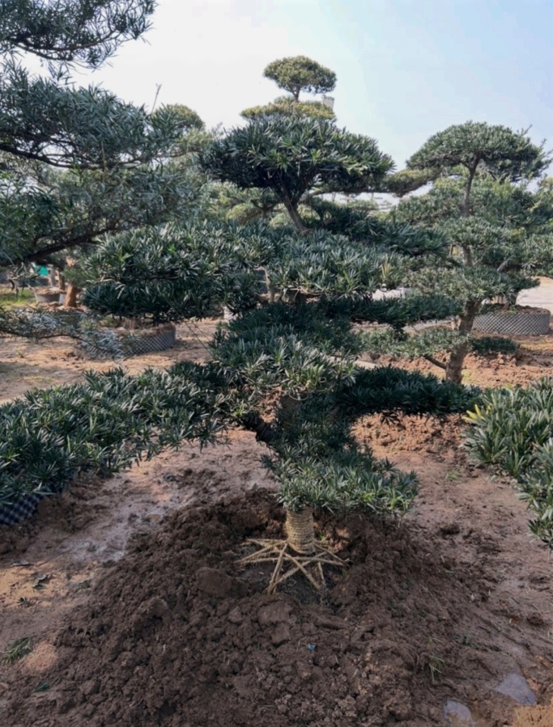基地大量出售各种造型罗汉松