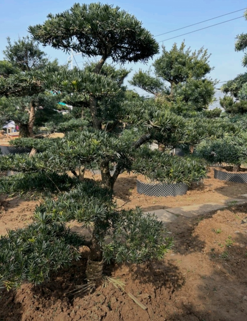 基地大量出售各种造型罗汉松