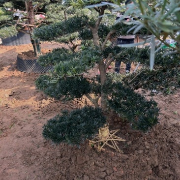 基地大量出售各种造型罗汉松