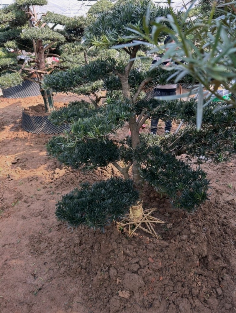 基地大量出售各种造型罗汉松