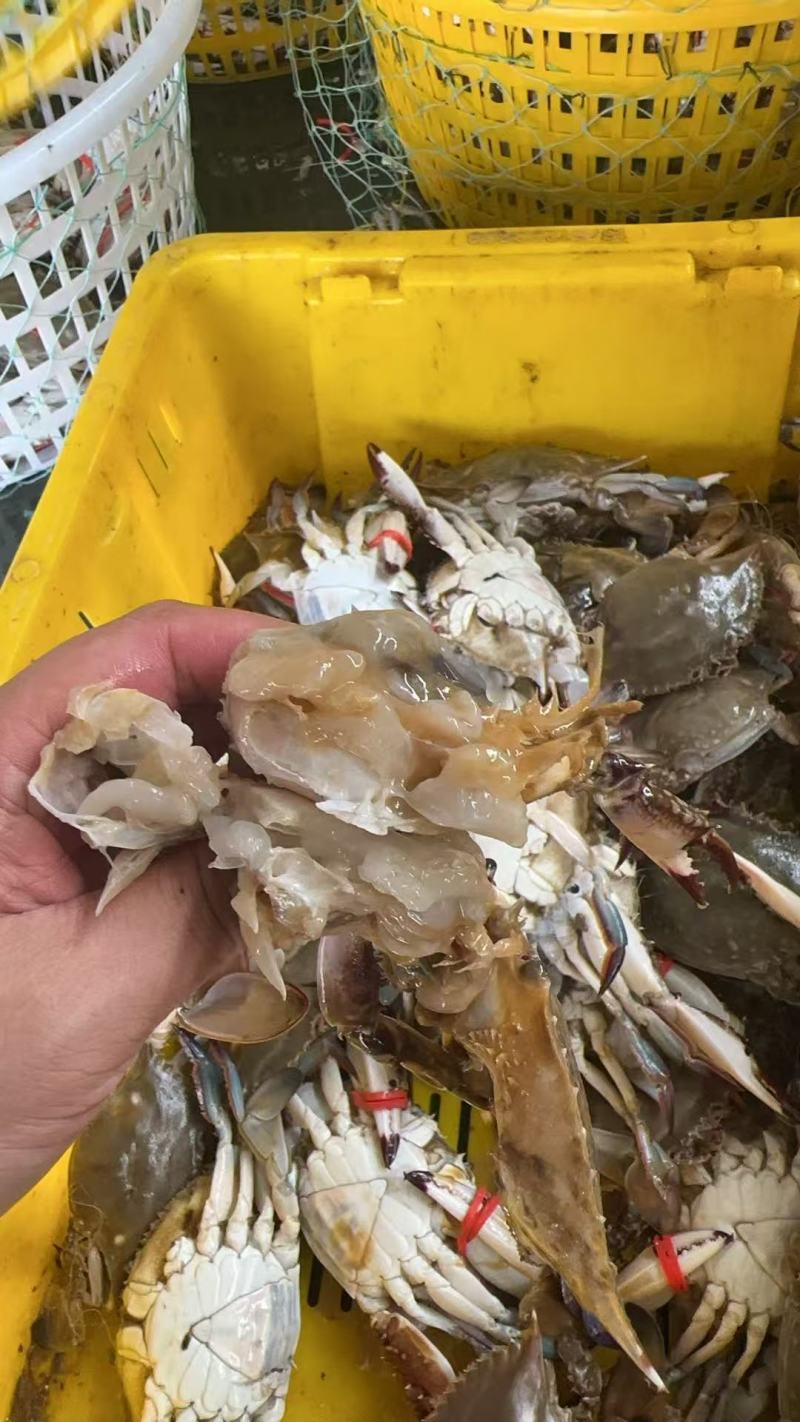 渤海湾冰鲜梭子蟹河螃蟹大量有货电商团购线下赶集摆摊