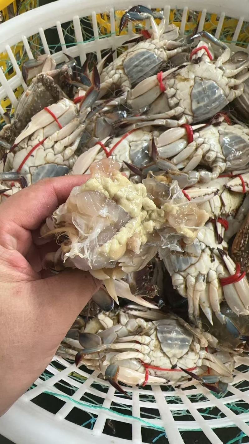 渤海湾冰鲜梭子蟹河螃蟹大量有货电商团购线下赶集摆摊