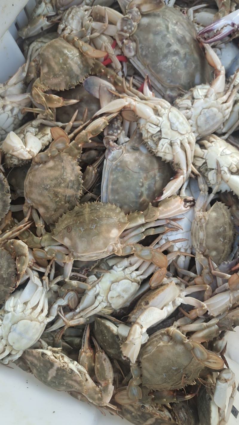 渤海湾冰鲜梭子蟹河螃蟹大量有货电商团购线下赶集摆摊