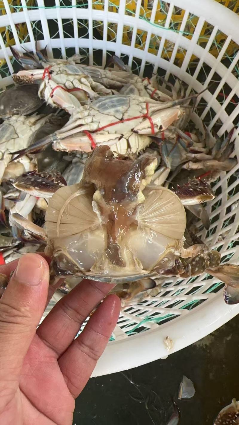 渤海湾冰鲜梭子蟹河螃蟹大量有货电商团购线下赶集摆摊