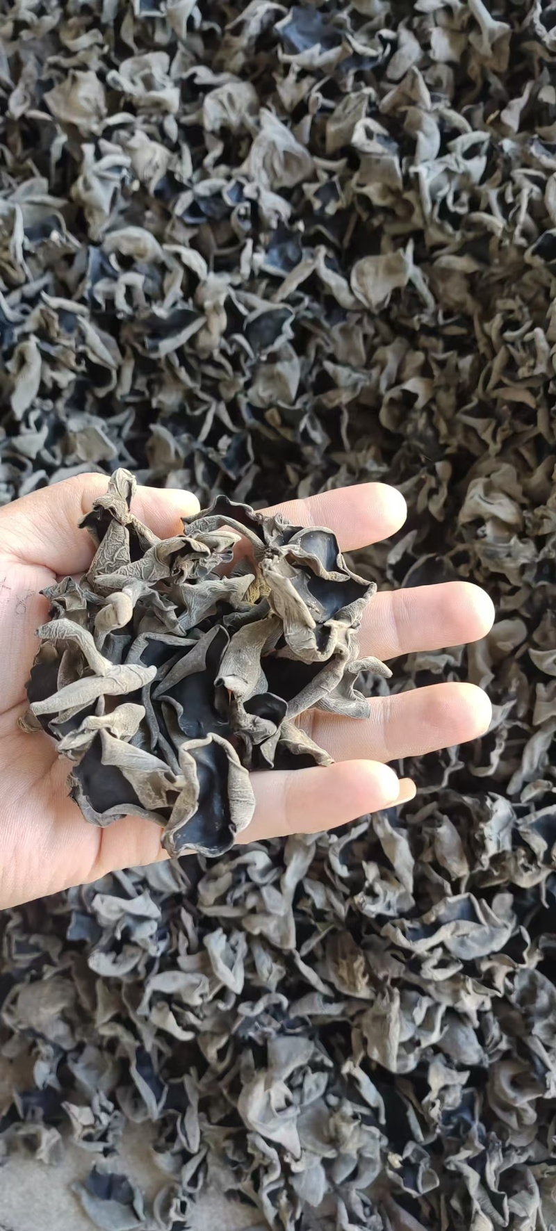 东北黑木耳，人工采摘，自然晾晒，