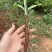 四川野生仙茅