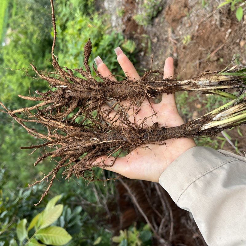 四川野生仙茅