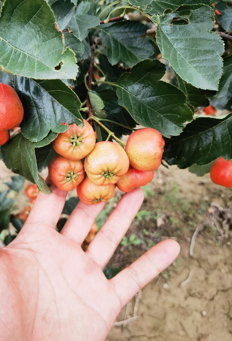 大棉球山楂果产地直销口感好糖葫芦专属