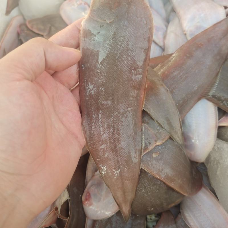 塔米鱼龙利鱼牛舌头鱼