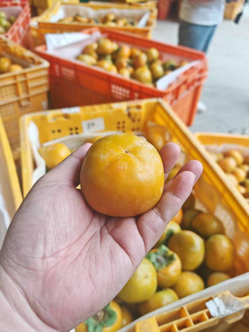脆柿子一件代发，