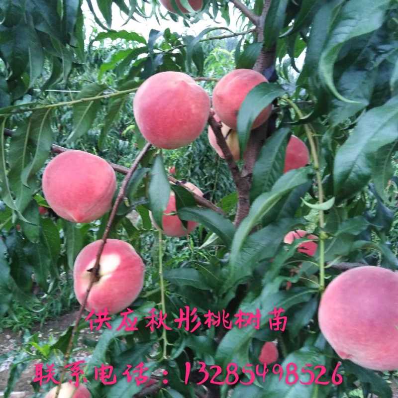 金秋红蜜桃