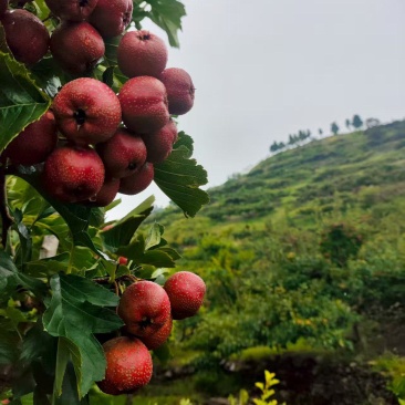 7月红山楂大量***********