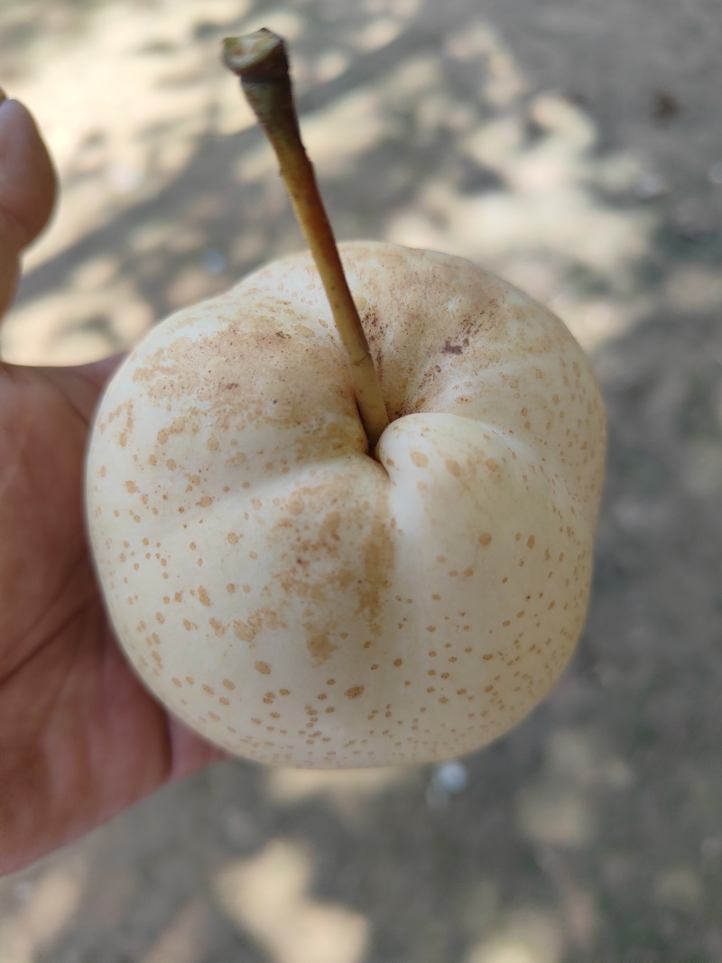 山农酥梨
