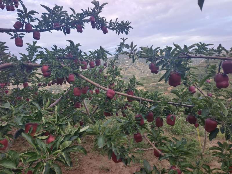 花牛苹果***********