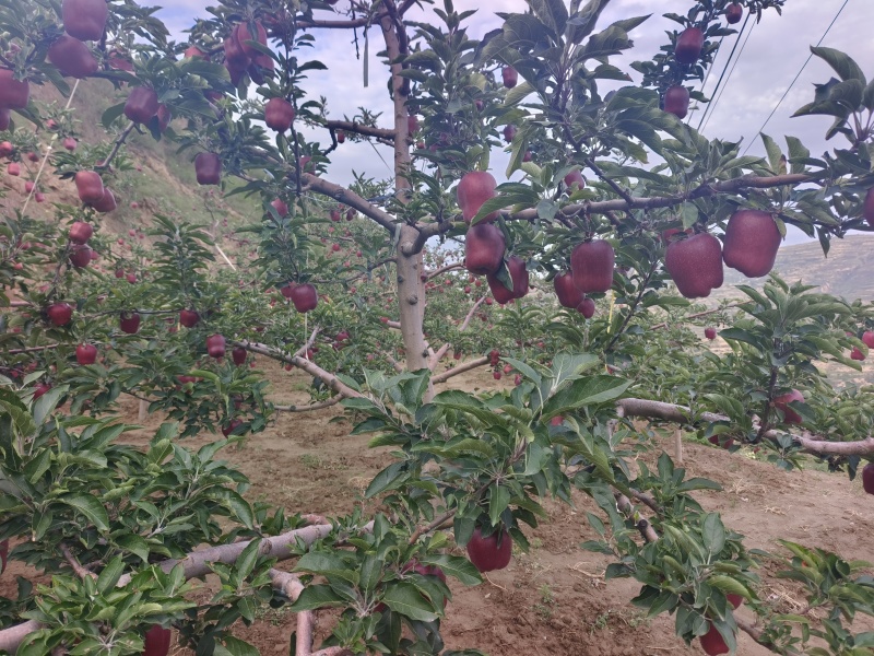 花牛苹果***********