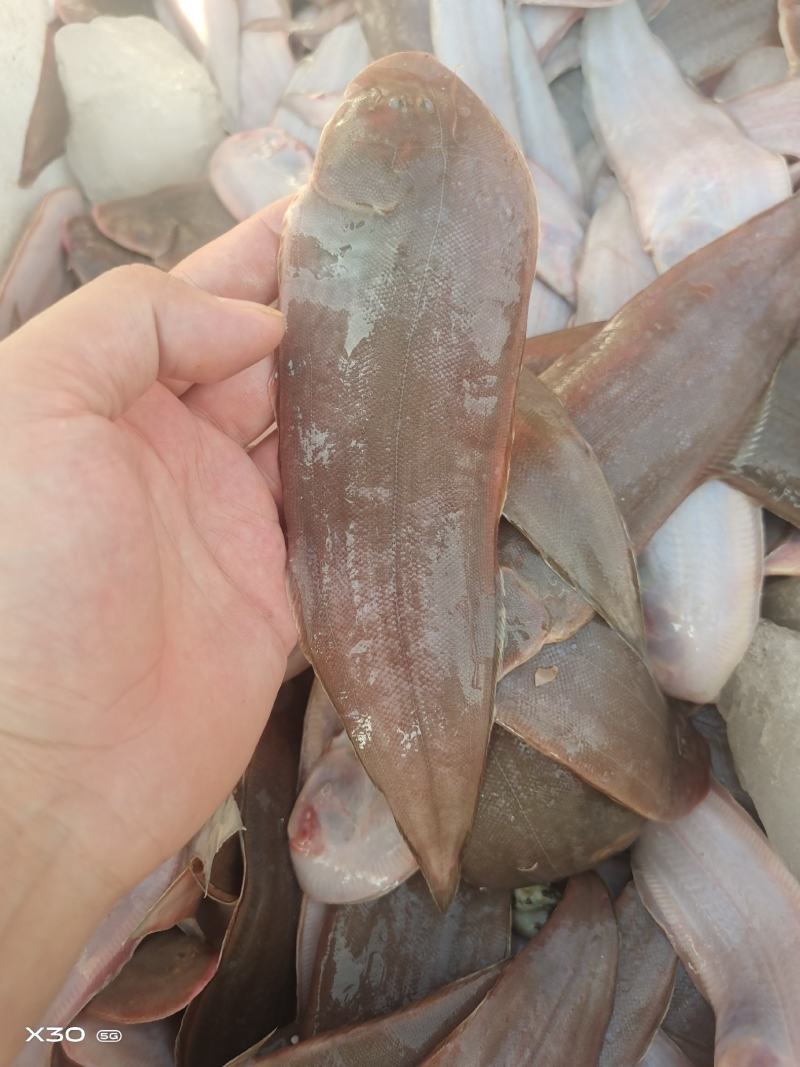 塔米鱼龙利鱼牛舌头鱼