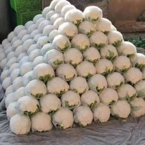 邯郸本地白菜花大量上市一手货源规格齐全欢迎老板来电询价