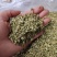 槐米一一一野生批发