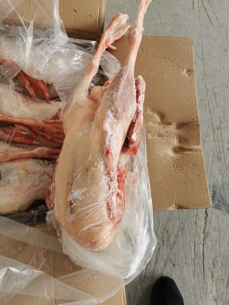 农家散养大鹅，生长周期180天左右，铁锅炖特色食材