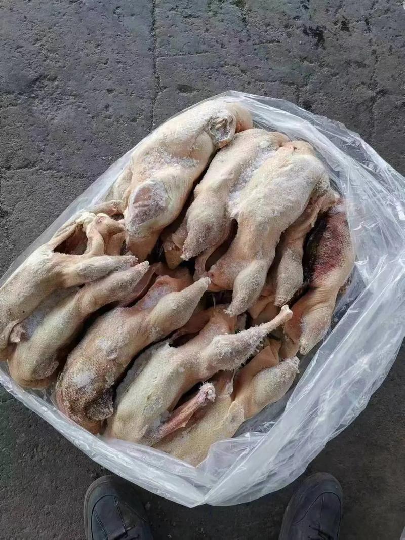 农家散养大鹅，生长周期180天左右，铁锅炖特色食材