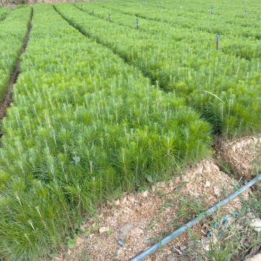 精品湿地松一年生小苗常年供货基地自产自销无中间商赚差价。