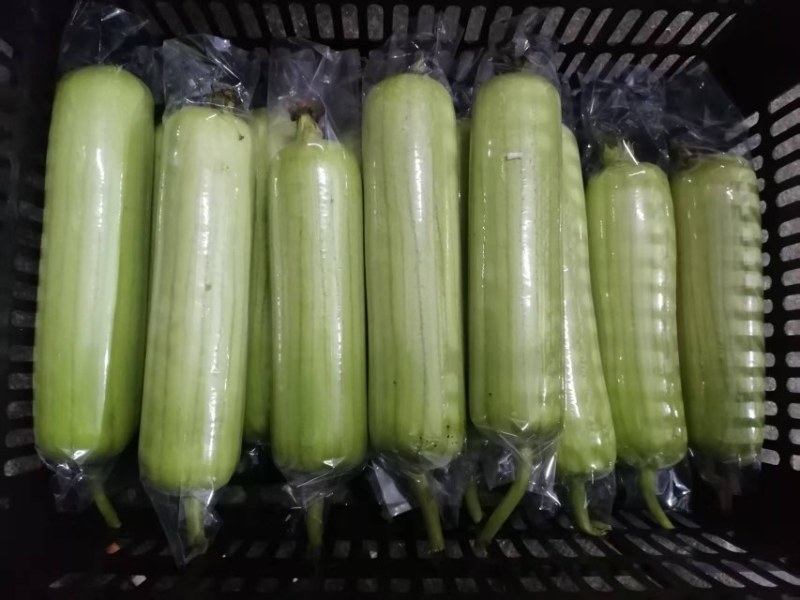 精品新苗白玉丝瓜上市