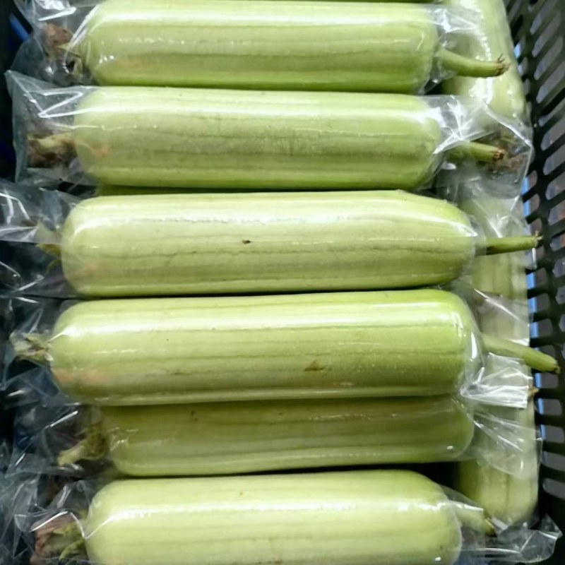 精品新苗白玉丝瓜上市