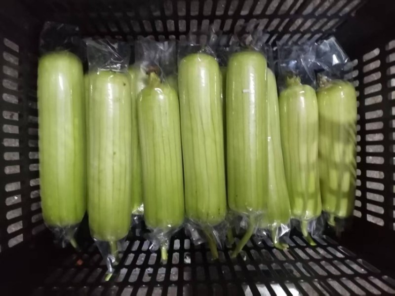 精品新苗白玉丝瓜上市