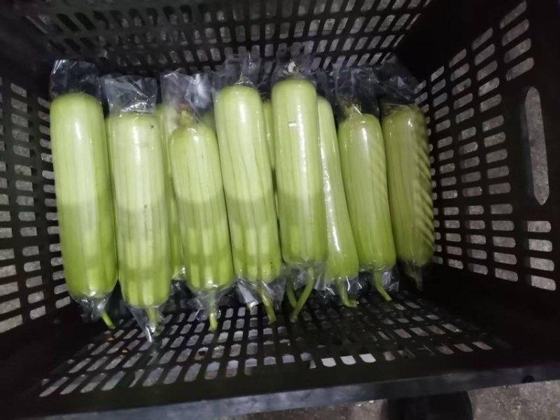 精品新苗白玉丝瓜上市