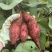 高山榴莲蜜薯