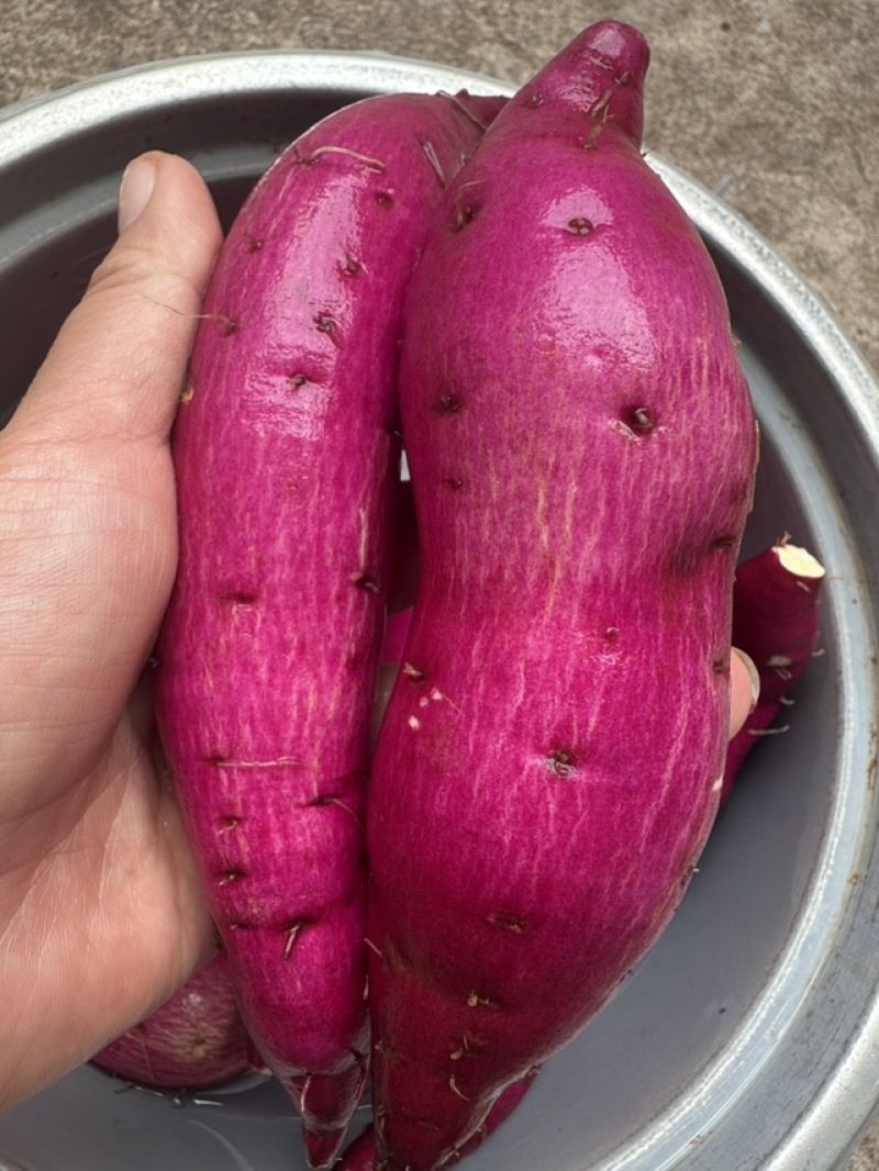 高山榴莲蜜薯