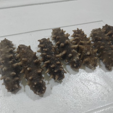 正宗大连辽参吊笼口感好Q弹