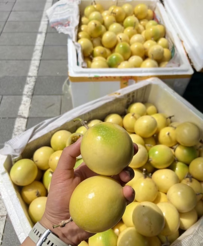 【实力供货】黄金百香果广西百香果对接市场电商商超