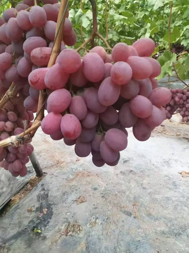 红提辽南产区质量上乘