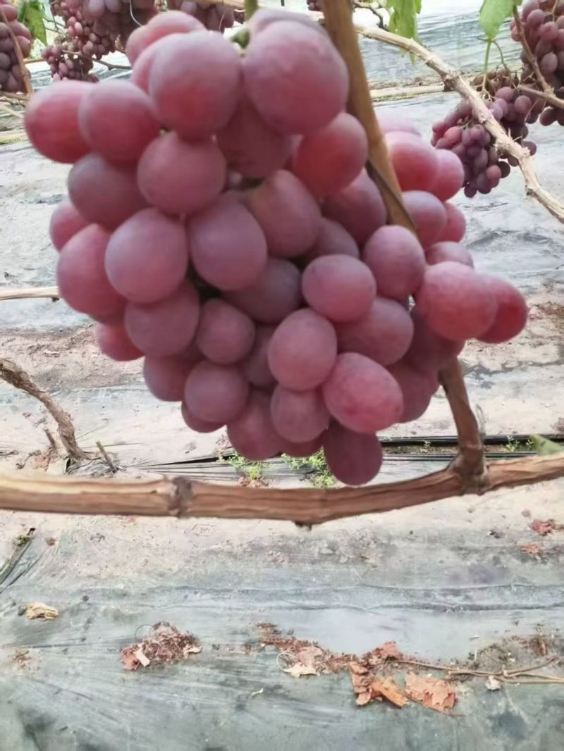 红提辽南产区质量上乘