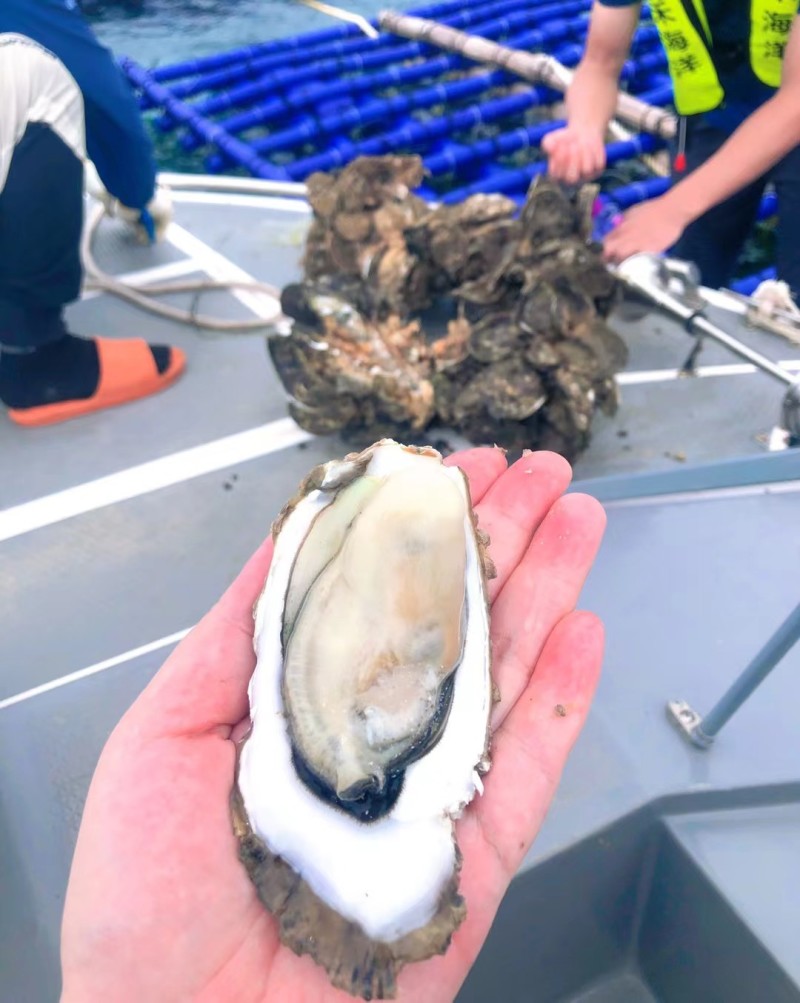 珠海白蚝荷包，不包含清洗。