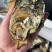 珠海白蚝荷包，不包含清洗。
