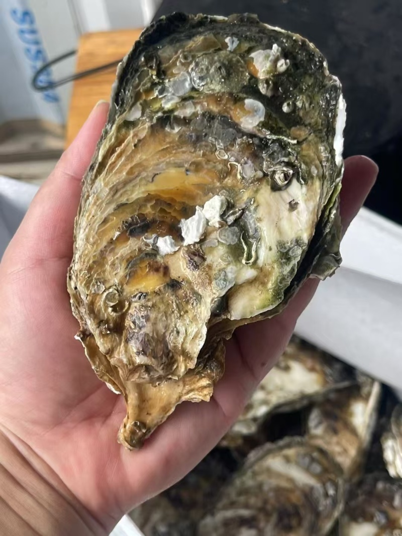 珠海白蚝荷包，不包含清洗。