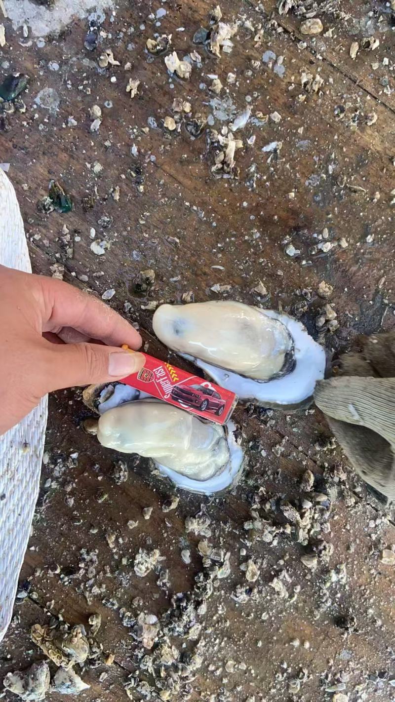 珠海白蚝荷包，不包含清洗。