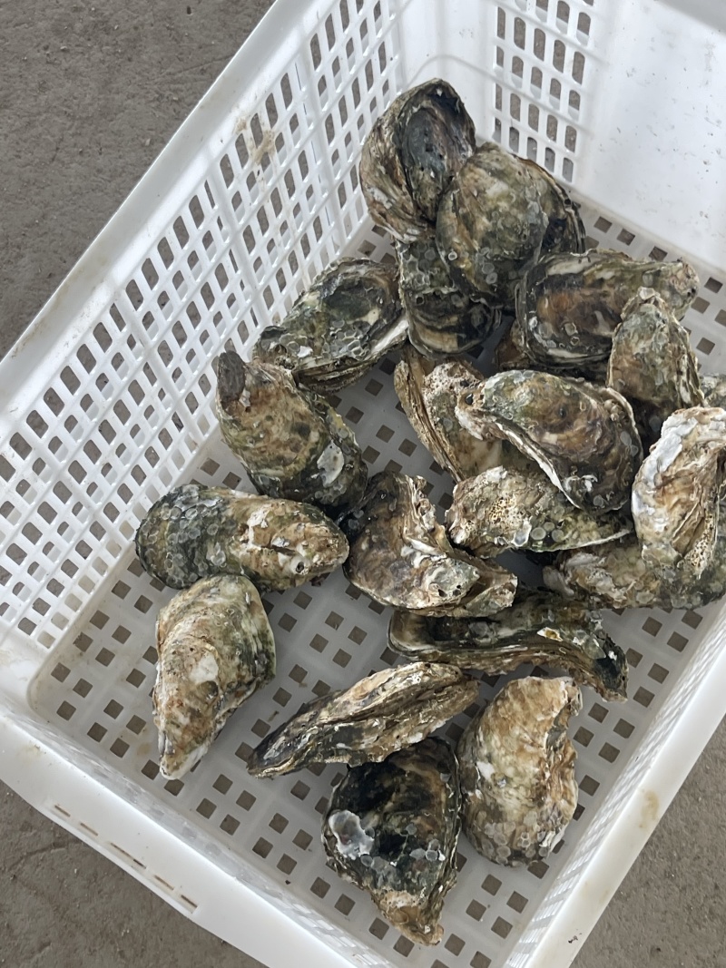 珠海白蚝荷包，不包含清洗。