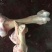 熬汤牛棒骨