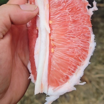三红柚4万斤，口感好，水份足