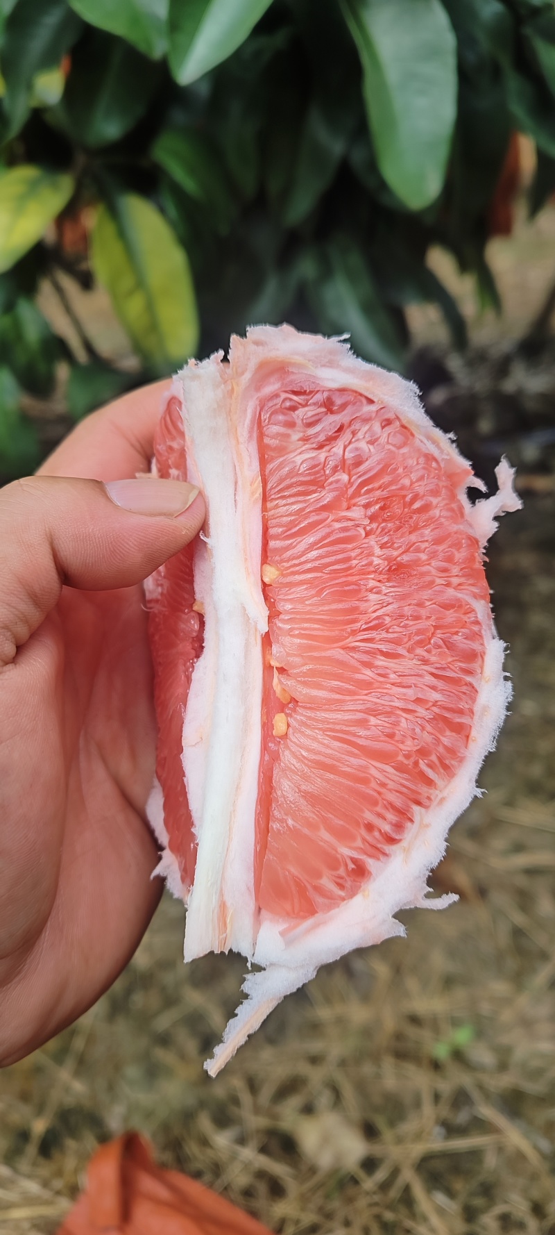 三红柚4万斤，口感好，水份足