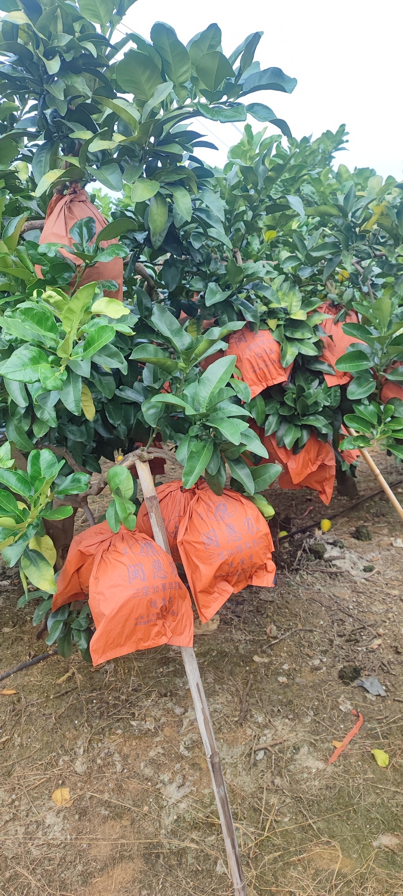 三红柚4万斤，口感好，水份足