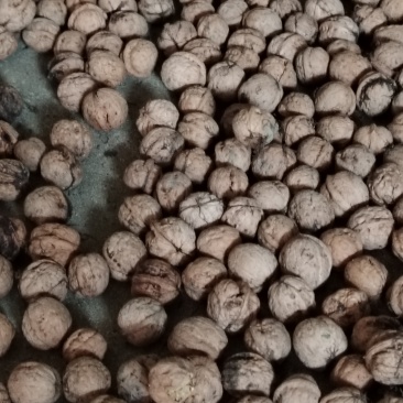 新鲜核桃