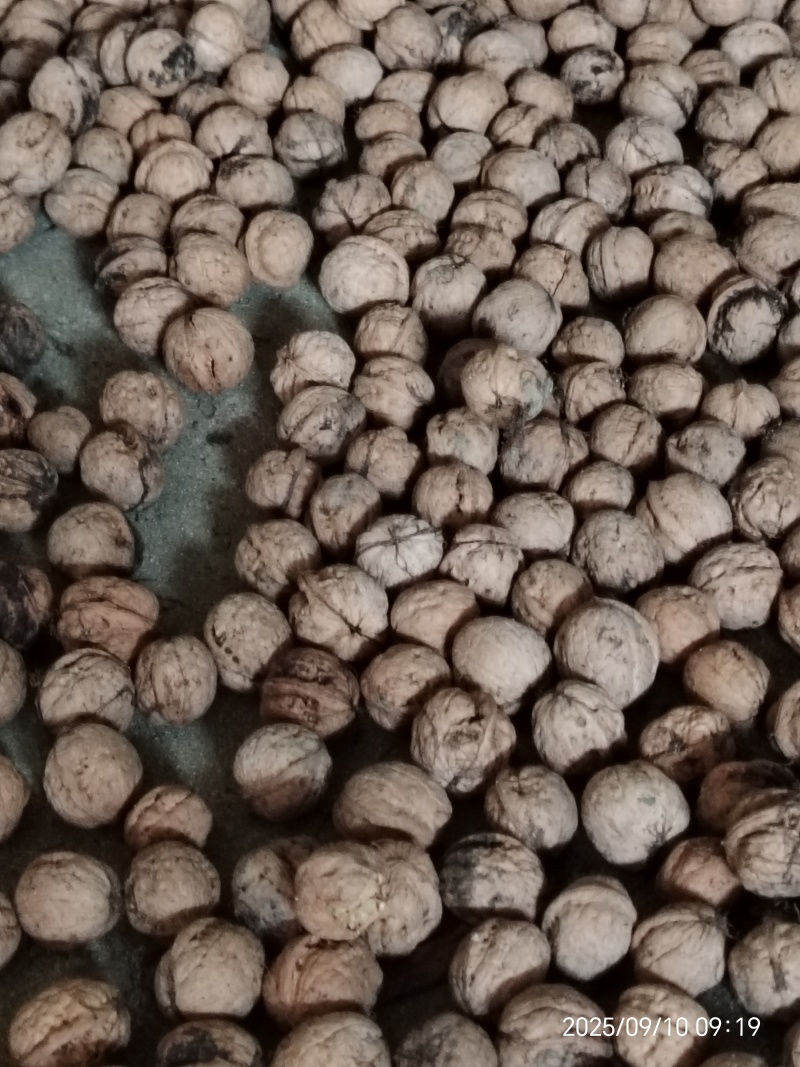新鲜核桃