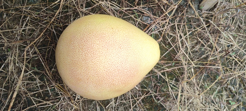 三红柚4万斤，口感好，水份足