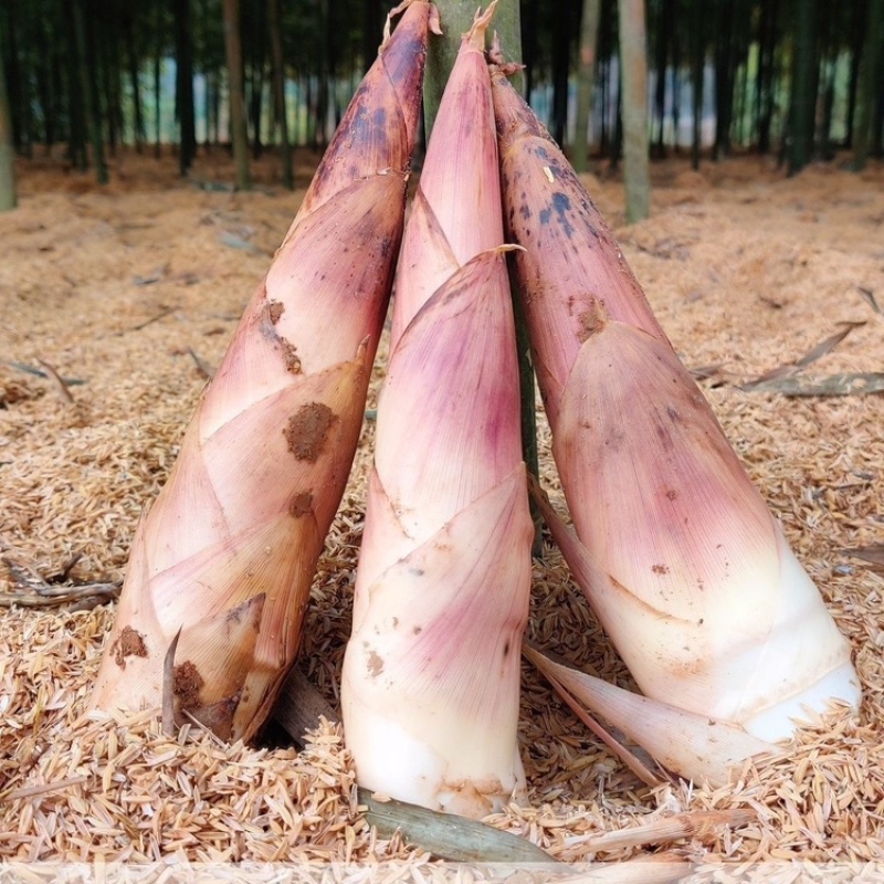 竹笋基地供应，雷竹笋鲜笋原产地直供批发大中小规格齐全