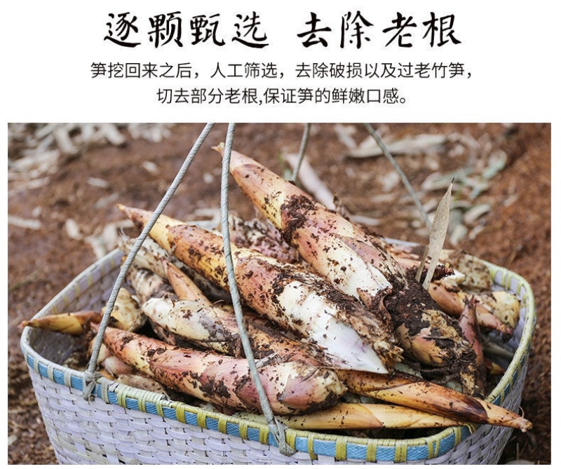 竹笋基地供应，雷竹笋鲜笋原产地直供批发大中小规格齐全