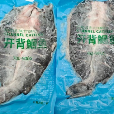 开背清江鱼
